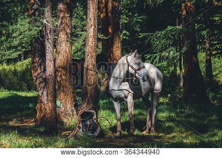 White Horse On A Leash At A Pine Tree In A Coniferous In The Ulagansky District Of The Altai Republi