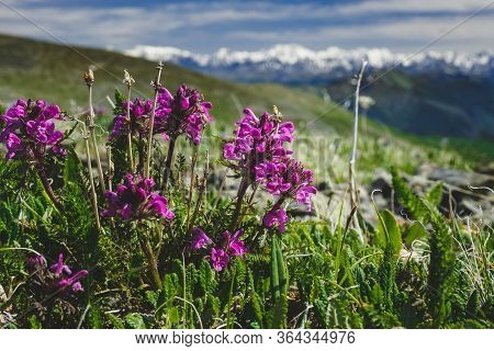Pedicularis Verticillata Flowers On The Slope Of A Mountain Range In The Ulagansky District Of The A