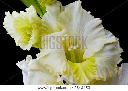 Gladiolo giallo
