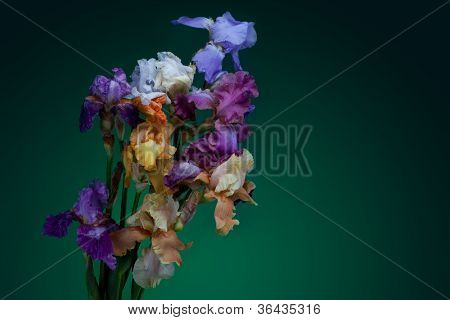 ช่อดอกไม้ไอริสแยกต่างหากบนพื้นหลังสีเข้ม violett