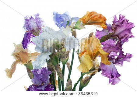 ช่อดอกไม้ไอริสแยกต่างหากบนพื้นหลังสีเข้ม violett
