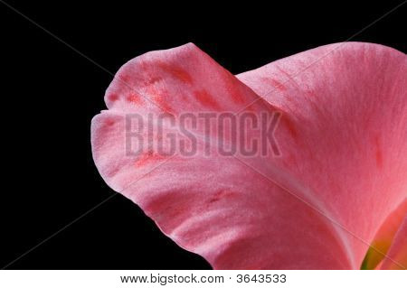 Gladioli isolato petalo