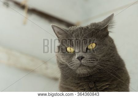 Calm Adult British Cat Portrait Domestic Pet Animal Photography With Yellow Eyes Looking Side Ways O
