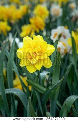 Narcissus, Daffodil Golden Ducat (narcissus, Amarylli Daeceae), Flowers In Spring After Rain. Close 
