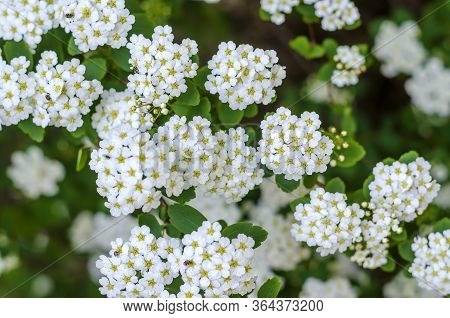 White Flowers Of A Spirea Shrub. Spring Inflorescences Close-up. Landscaping, Gardening. Growing And