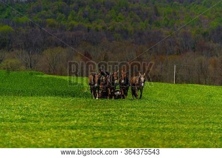 Amish Horse Team In Field