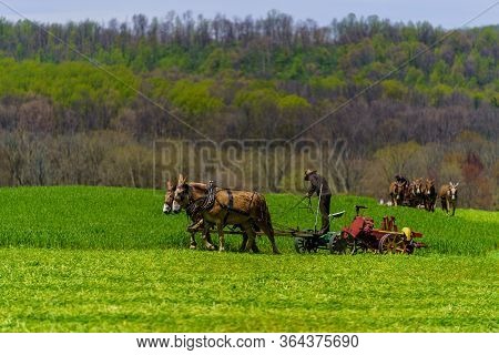 Amish Farmers In Field With Their Horse Team