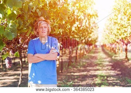 Guy Standing With Arms Folded Posing In Vineyard. Young Winegrower In Vine Row. Portrait Of Blond Fa