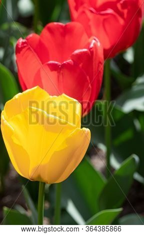 Red Yellow. Tulips. Flowers. Nature. Garden. Flora