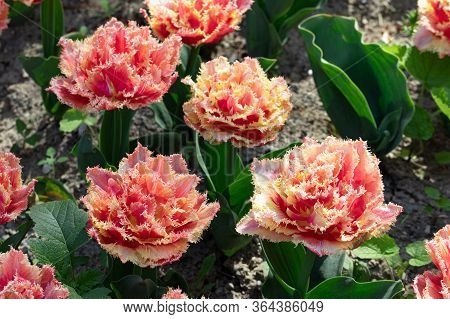 Red. Yellow. Tulips. Flower. Nature. Garden. Flora