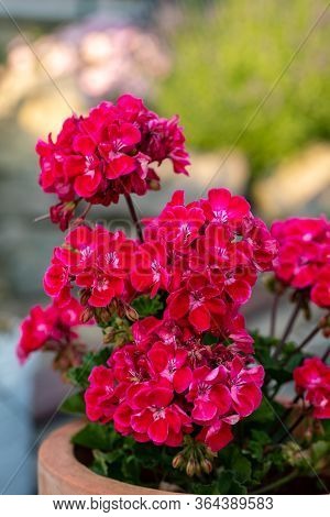 Red Geranium ( Pelargonium) Flowers Blooming In A Garden