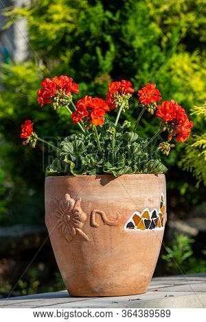 Red Geranium ( Pelargonium) Flowers Blooming In A Garden