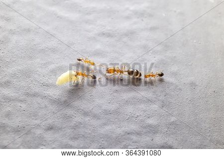 Red Ants Carrying Food Back To Their Nests. Ants That Can Carry More Weight Than Body Weight. Worker