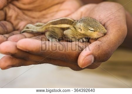 Baby Squirrel Sleeping On Human Hand, Common Indian Baby Squirrel Sleeping On The Book. Blur Backgro