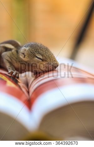 Baby Squirrel Sleeping On Book Of Zoology, Common Indian Baby Squirrel Sleeping On The Book. Blur Ba