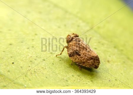 Close Up Of The Brown Planthopper On Green Leaf In The Garden. Macro Of Nilaparvata Lugens (stal) On