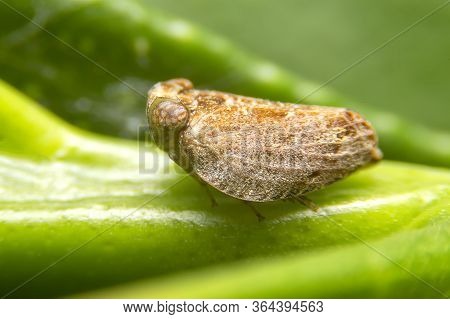 Close Up Of The Brown Planthopper On Green Leaf In The Garden. Macro Of Nilaparvata Lugens (stal) On
