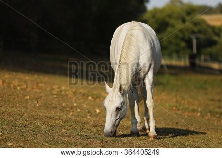 The Lipizzan, Or Lipizzaner Is A Breed Of Horse Originating In Lipica In Slovenia. Mare On Meadow In
