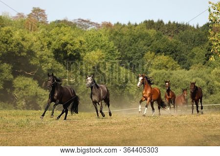 Herd Of Mares Of Sport Horses Galloping On Pasture During Summer Morning