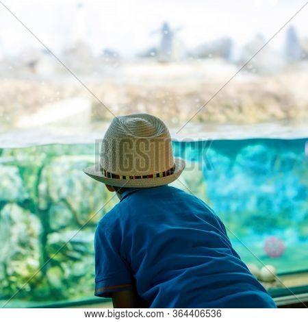 Little Kid Boy Admire Different Reptiles And Fishes In Aquarium Through The Glass In Zoo. Happy Scho