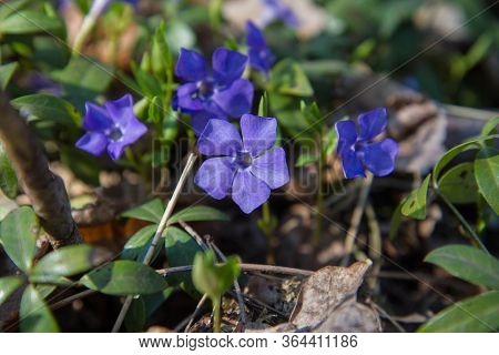 The Bigleaf Periwinkle (vinca Major) Plant Blooming