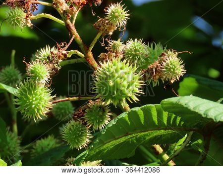 Horse Chestnut - Aesculus Hippocastanum - Young Spikey Shells Growing Bigger, Close Up On A Sunny Su
