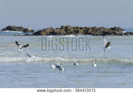 Seagulls Playing In The Gentle Waves Of A Small Logoon Made By Surrounding Rocks And Beach On A Sunn