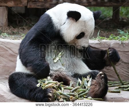 Famous Chinese Tourist Symbol And Attraction - Giant Panda Bear Eating Bamboo. It Is A Bear Native T