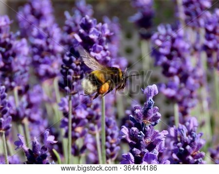 Wild Bumble Bee Flying Over Purple Lavender Flowers, Carrying Big Orange Piece Of Pollen. Close Up, 