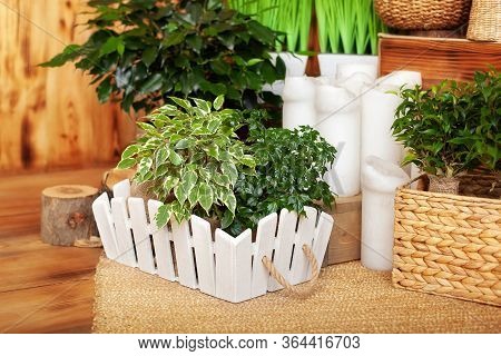 Collection Of Various Home Plants In Different Pots. Potted Plants At Home. Potted Plants On Wooden 