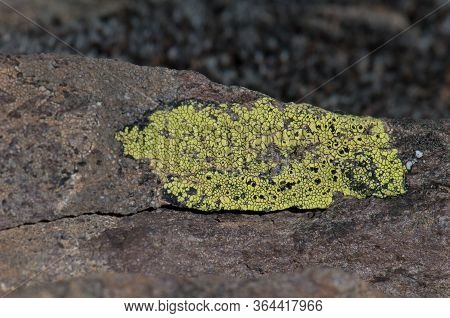 Lichen On A Rock In Las Brujas Mountain.