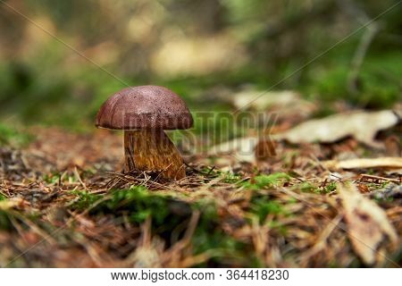 Bay Bolete (boletus Badius, Xerocomus Badius) In Summer