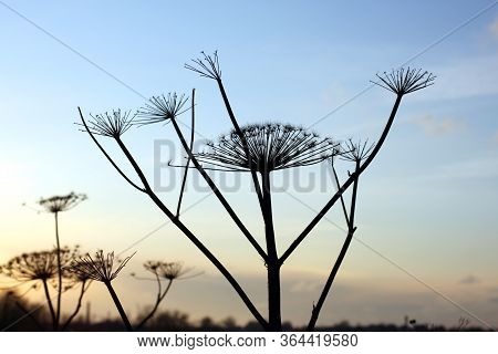 Dry Flower Stems Of A Dangerous Plant Sosnovsky Hogweed (heracléum Sosnowskyi) Against The Blue Sky 