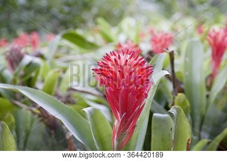 Beautiful Tropical Garden Filled With Many Aechmea Weilbachii Or Orange Sunset Flowers In Soft Eveni