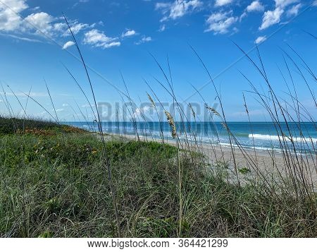 Sea Oats  Overlooking The Beach And Ocean On A Beautiful Sunny Day Along The Shoreline On North Hutc