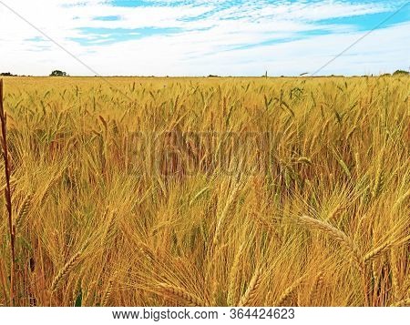 Wheat Grains Ripening In Hot Weather. Close Up Of Some Distinct Golden Ears With Whole Mass Of Them 