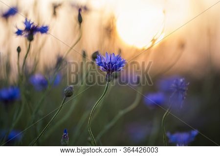 Cornflower In The Sunset On A Meadow