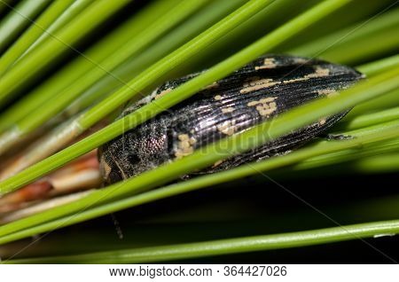 Jewel Beetle Buprestis Bertheloti Hidden Between Canary Island Pine Needles.