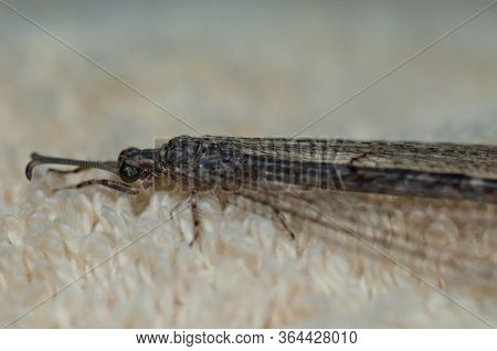 Antlion On A Carpet, Cruz De Pajonales.