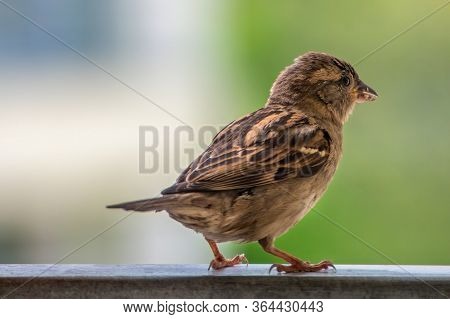 Juvenal Female House Sparrow (passer Domesticus) With Puffed Up Feather Is Sitting On The Balcony Ra