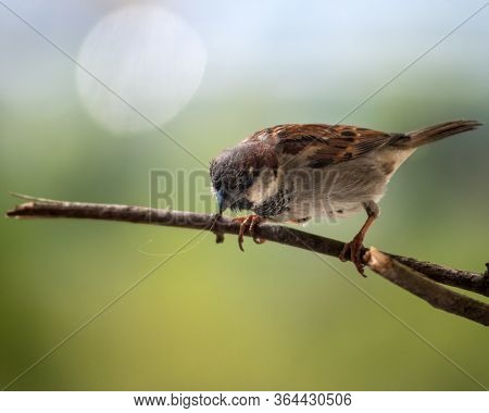 Male Sparrow (passer Domesticus) Is Down From The Branch. Tiny Hair Is Sticking Out Of His Mouth. Bl