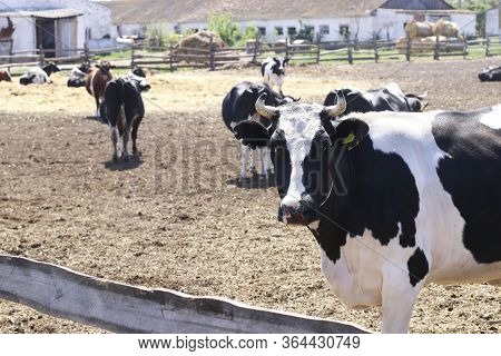 Cows Dairy Farm Outdoors. Black And White Cow In The Foreground