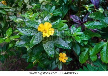 Bright Yellow Flower Turnera Diffusa After Rain In A Garden.