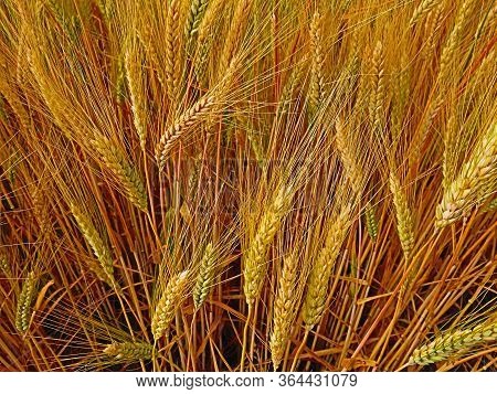 Wheat Grains Ripening In Hot Weather. Close Up Of Some Distinct Golden Ears With Whole Mass Of Them 