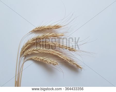 Golden Rye On A White Background. Background With Copyspace