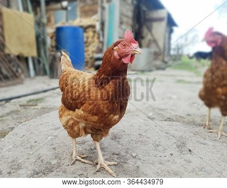 Chicken in the countryside. Egg production. Chicken