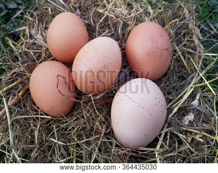 Red Chicken Eggs In A Straw Nest In The Garden