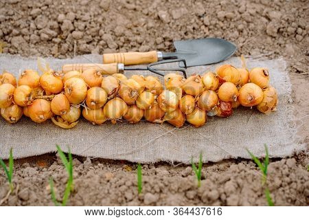 A Bunch Of Onion Bulbs With Shovel On It And Carried Out For Planting , Cleaned And Prepared Onion B