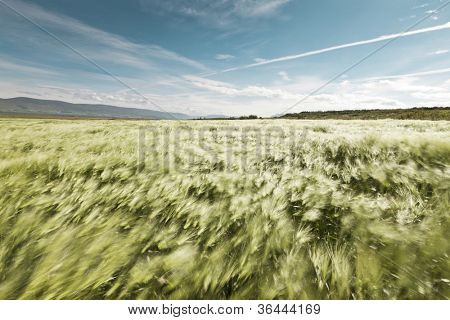 프리 모션-여름 바람에 불고 아름 다운 wheatfield의 흐리게