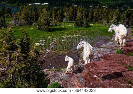 2415_two Adult Goats And One Baby Stand Watch On A Cliff Along The Hidden Lake Trail At Glacier Nati
